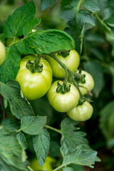 Fototapeta premium green tomatoes growing on the branches.