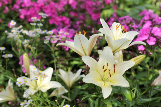 background with lilies / delicate flowering plant in the garden in the summer 