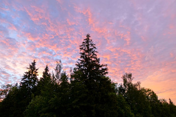 The forest at sunset