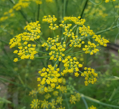 Fenchel; Foeniculum, Vulgare