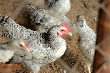 close-up of hen in chicken coop amongst other chickens on soft b