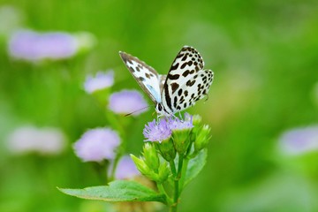 The Common Pierrot, Butterfly.