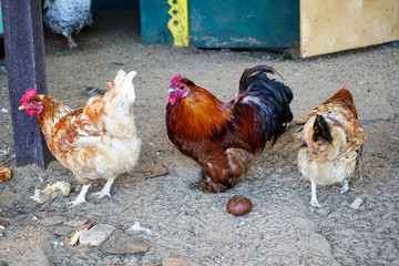 Roosters and hens in a pen