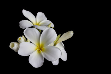 Isoleer mooie witte bloemplumeria of frangipani op zwart