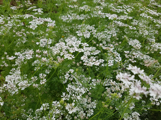 Koriander; Coriandrum sativum; Blueten