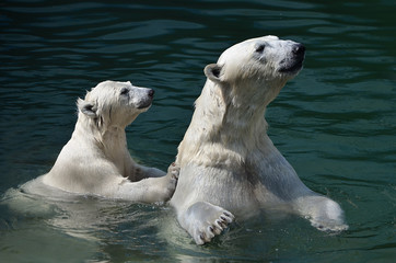 Белые медведи купаются.