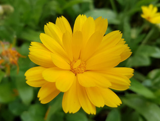 Ringelblume; Calendula, Officinalis, Heilpflanze