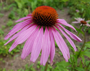 Roter Sonnenhut; Heilpflanze