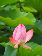 Obraz premium ハスの花