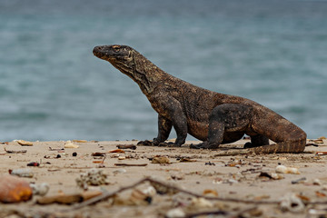 Komodo dragon in the beautiful nature habitat on the famous island in Indonesia, dragons, wildlife, rare and beauty, danger, gigantic and the biggest lizard on the earth