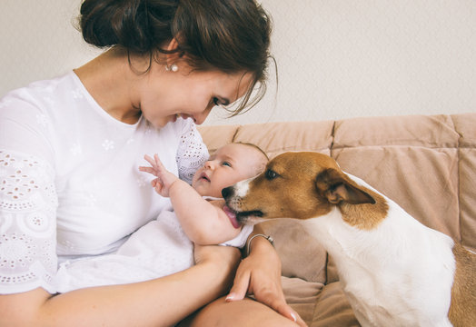 Young mother with her cute baby playing with jack russel terrier dog.