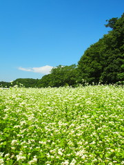 ソバ畑と森