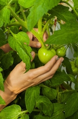 unripe tomato in hands of girl