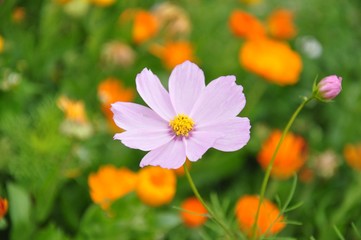 Cosmos flowers,bright pink flowers in the garden 
