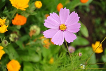 Obraz premium Cosmos flowers,bright pink flowers in the garden 
