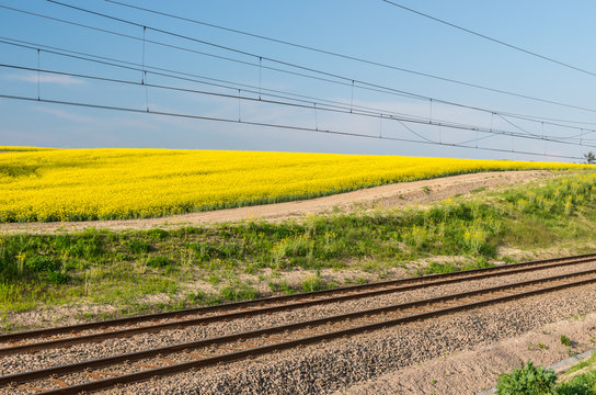 Electrified double track with rapeseed field