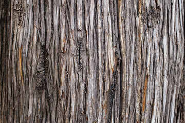 texture of the old tree bark