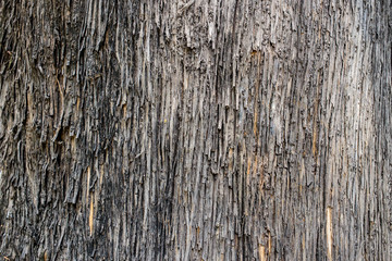 texture of the old tree bark
