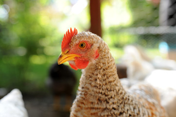 Huhn