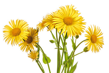 Fototapeta premium Yellow flowers