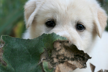 Маленький белый щенок собаки смотрит  через листок