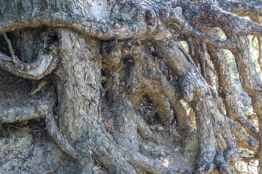 Pine tree roots close up