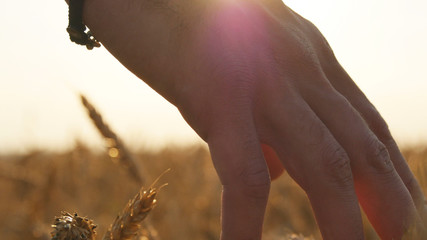 Male hand moving over wheat growing on the field. Young man runn