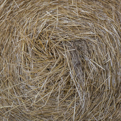 STRAW HAY