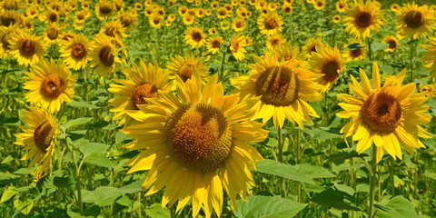 Fototapeta premium Sonnenblume