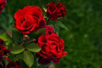 Dark red roses flowers in garden. Shrub roses with corrugated petals