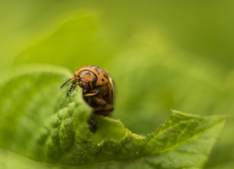 Portrait Colorado beetle eating potato leaf