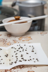 Flies caught on white sticky fly paper trap