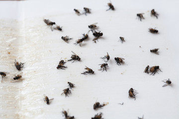 Flies caught on white sticky fly paper trap