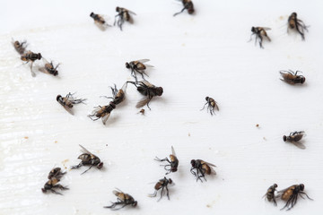 Flies caught on white sticky fly paper trap