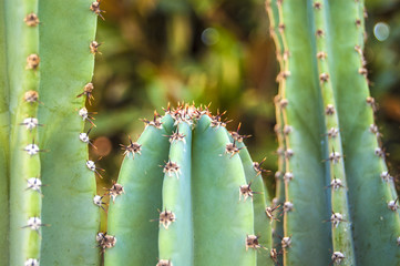 Macro green cactus on blur background