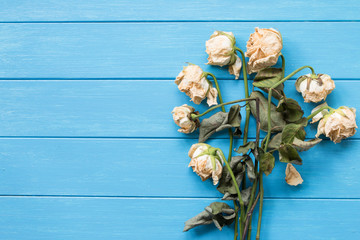 Withered roses on the blue board