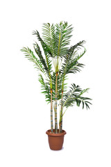 Areca palm isolated on the white background