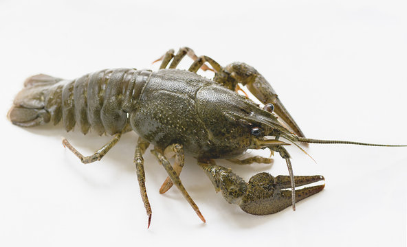 arthropods crustaceans cancer    the view from the back    
