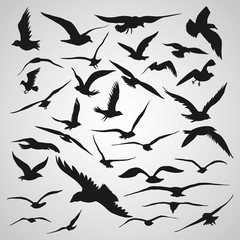 Silhouette flying birds