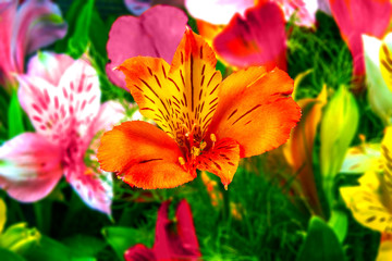 garden flowers on a green background Alstroemeria