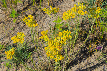 Helichrysum arenarium on meadow