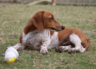 cute brown and white dachshund puppy lying on the grass with a toy