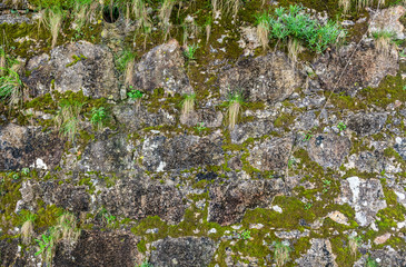 Green moss on old stone wall