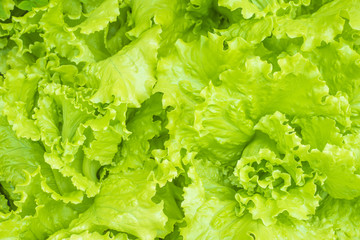  Lettuce garden closeup