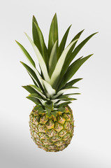 Pineapple. Tropical Fruit. Studio shoot.