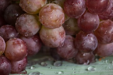 Bunch of red grapes , fresh with water drops isolated on banana leaf background , Close up , Low key photo natural light , Focus sharp specific point