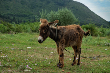 Young donkey on the field