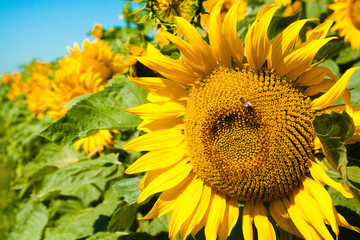 Ripe sunflower on blue sky.