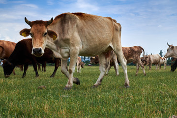 Naklejka na ściany i meble Cows on the grassland
