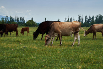 Naklejka na ściany i meble Herd of grazing cows